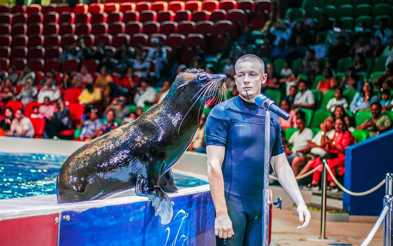 Dubai Dolphinarium: Dolphin & Seal Show